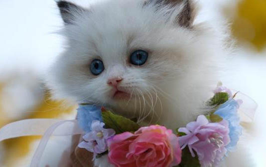 猫咪像狗一样吐舌头原因