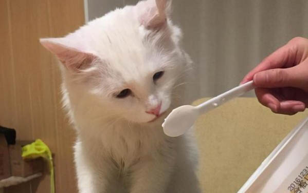 小猫吐清水的原因及处理方法