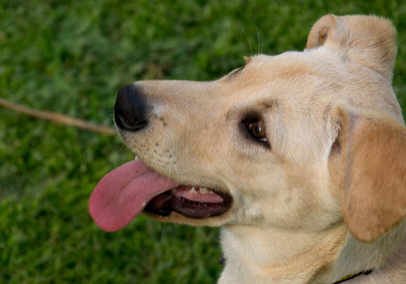 卡南犬吐黄粘液的原因及处理方法