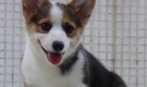 柯基犬身体发抖是啥原因