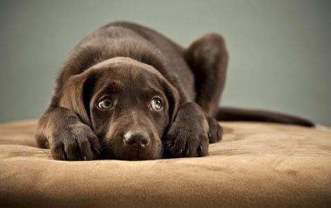狗狗总是摇头甩耳朵的原因及处理方法