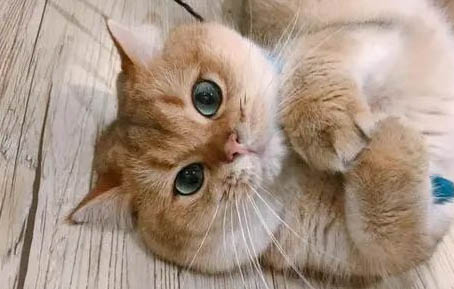 猫咪到处尿什么原因