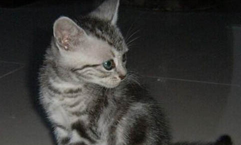 猫咪可以吃圣女果吗?