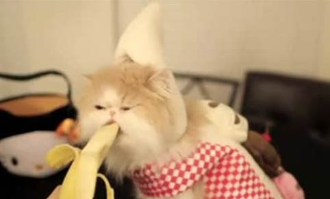 猫咪可不可以吃香蕉啊