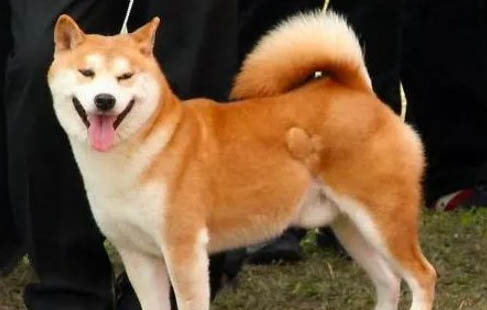 20斤的柴犬一天吃多少克