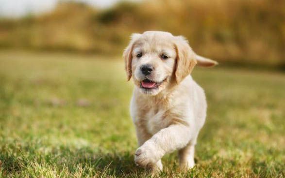 金毛犬和贵宾犬哪个贵
