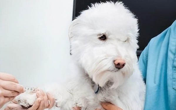 狗狗携带狂犬病毒能活多久啊
