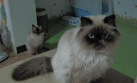 猫咪发出怪声像喉咙被卡住的声音