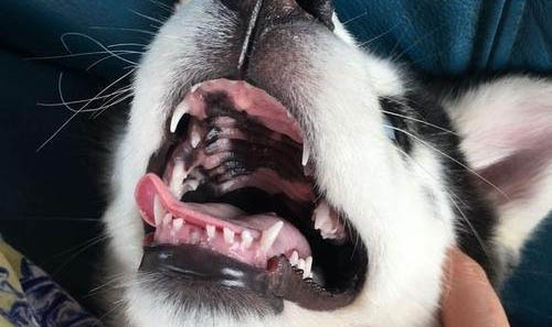 犬瘟治愈后多久不传染