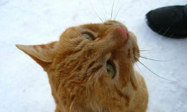 猫咪一切正常就是长不大怎么回事