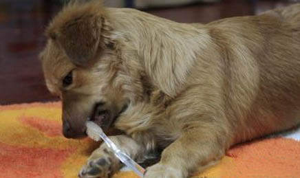 幼犬狗粮哪个牌子好