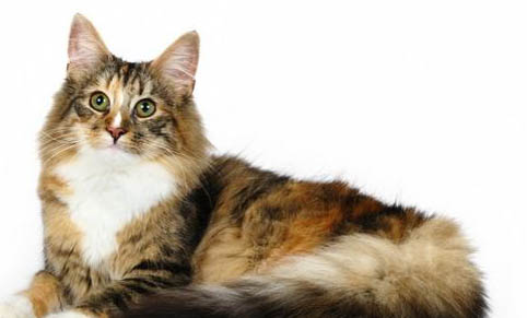 猫咪长期吃猫粮会有哪些危害