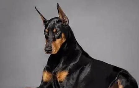 杜宾犬和比特犬哪个厉害