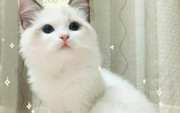 猫咪可以吃狗粮吗?
