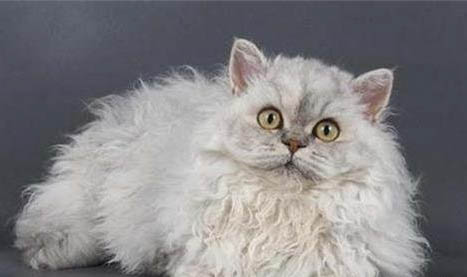 斯可可猫掉毛吗