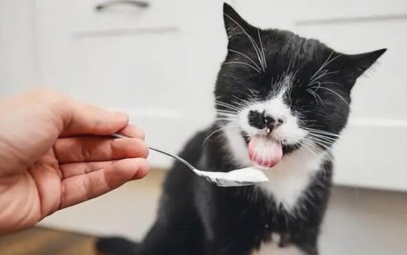 猫咪可以吃奶油蛋糕吗?