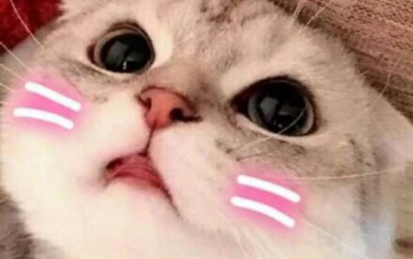 怎样惩罚猫咪有效?
