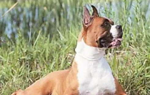 德国拳师犬训练技巧有哪些