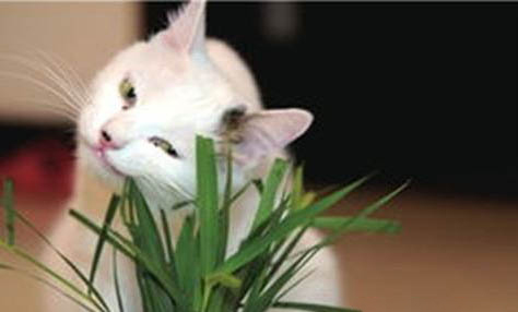 84消毒液对猫咪有害吗?