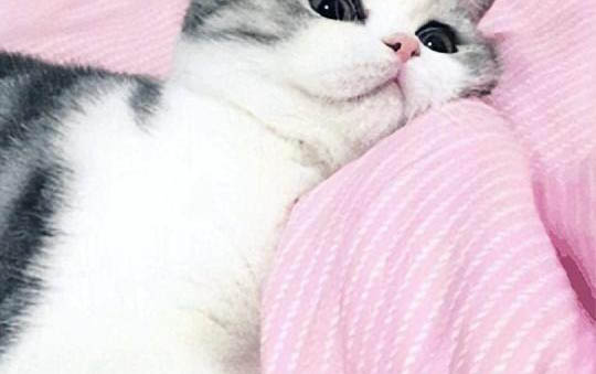 猫咪为什么会撅尾巴叫?应该如何处理?注意事项是什么?