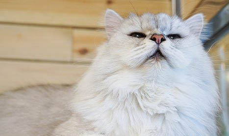 金吉拉属于短鼻猫么