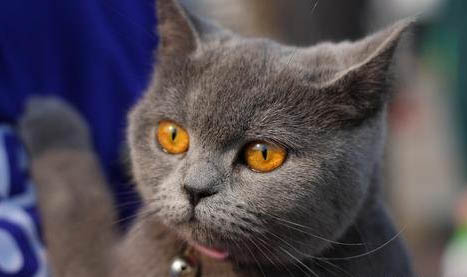 如何科学喂养英国短毛猫