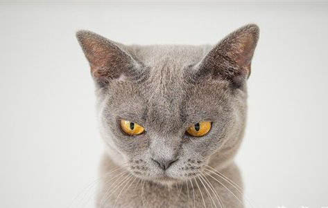 宠物猫：猫流口水流眼泪是怎么回事啊