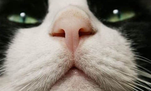 猫为什么会发出呼噜呼噜的声音的原因