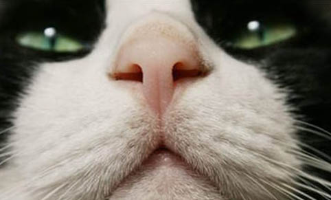 猫吃熟牛肉会发腮吗