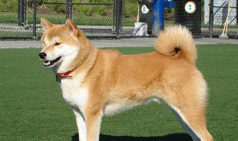 秋田犬多久成年