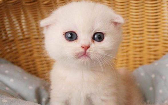 小猫有点拉肚子怎么办