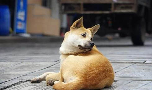 狗狗肝腹水呕吐怎么办