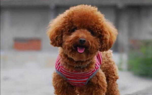 泰迪犬怎么饲养方法