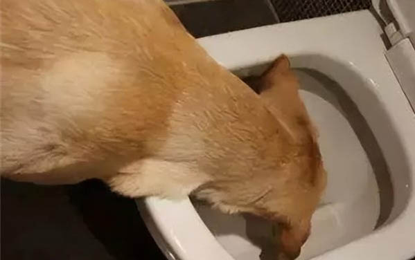 养两只狗有哪些好处与坏处