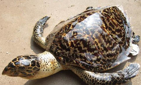 怎样判断乌龟是冬眠还是死了