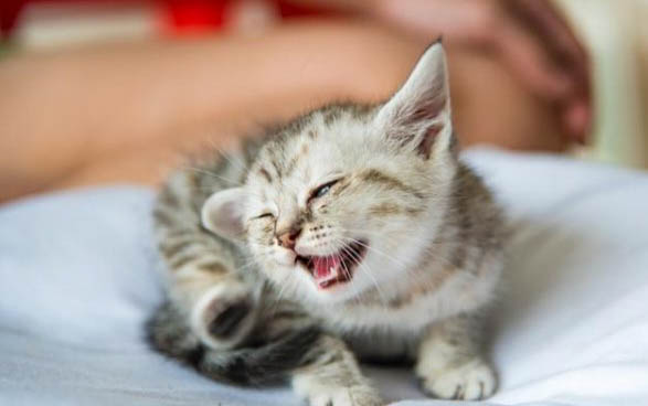 猫咪洗澡注意事项