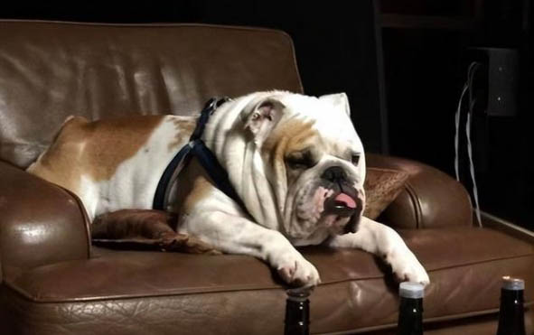 斗牛犬比赛看哪个好看