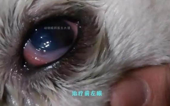 狗狗有眼泪和眼屎是什么原因