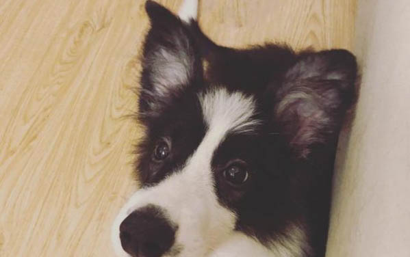 狗狗怀孕能吃熟猪肝吗