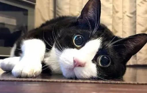 猫咪呕吐黄水没精神不吃东西怎么办