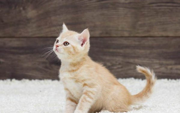 小猫感冒了怎么办,注意什么
