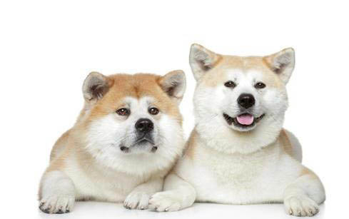 日本秋田犬眼睛有眼屎是什么原因引起的
