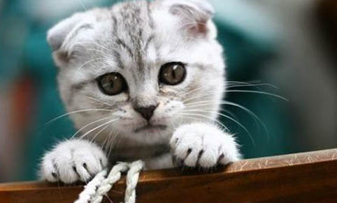 用什么东西可以把猫赶走