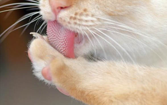 猫的猫瘟传染人吗