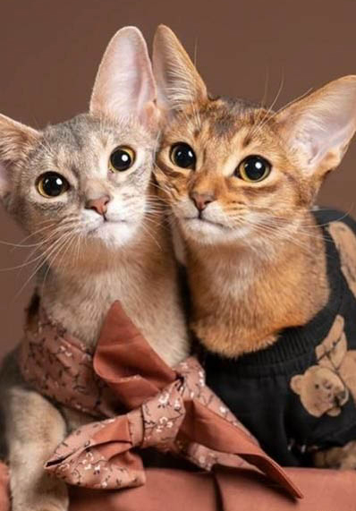 阿比西尼亚猫为什么被禁养?
