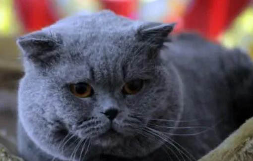 蓝猫一到晚上就打喷嚏流鼻涕