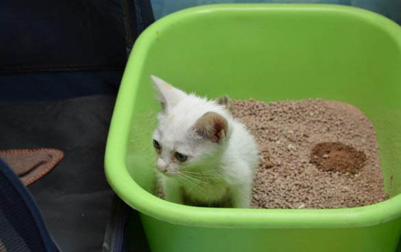 小猫为什么会有眼屎