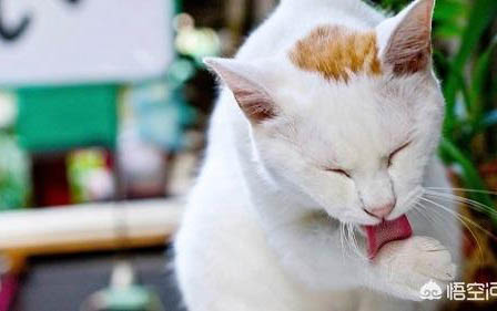 猫咪鼻支炎的症状表现有哪些