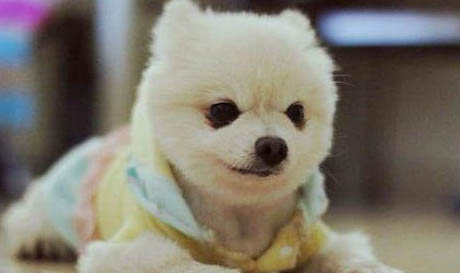 博美犬怎么训练大小便