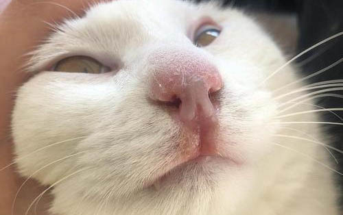 猫咪几天不吃东西了怎么办